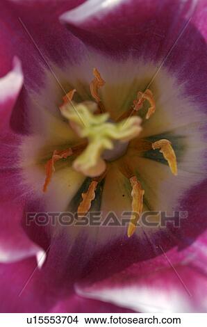 Picture - Tulip blossom, close up. Fotosearch