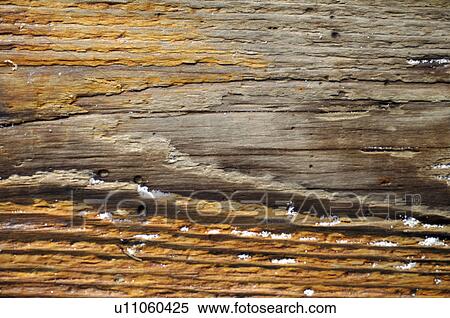 Stock Photography - Wood. Fotosearch