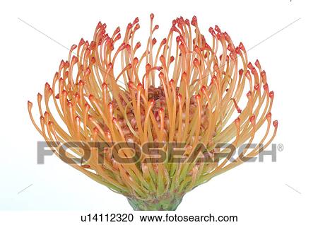 Stock Image - -. Fotosearch