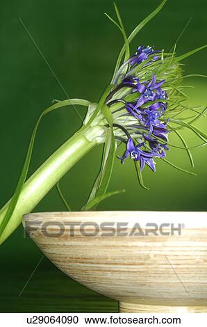 - View Large Photo Image Stock Image - -. Fotosearch