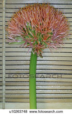 Stock Photo - -. Fotosearch