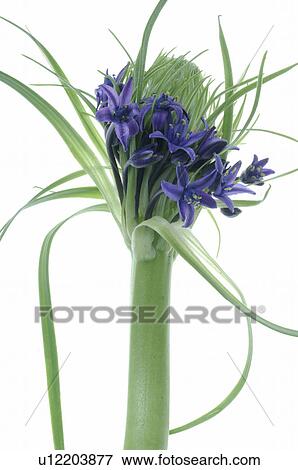 Stock Photo - -. Fotosearch