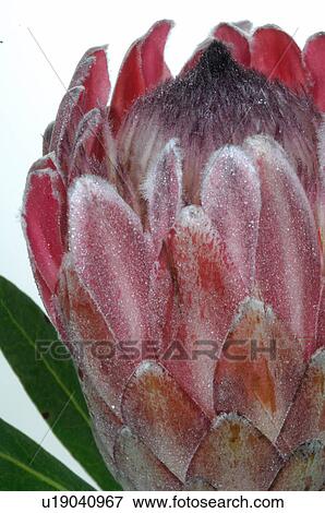 - View Large Photo Image Stock Photo - -. Fotosearch