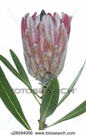 - View Large Photo Image Stock Photograph - -. Fotosearch