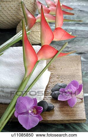 Arrangement of heliconia, orchids and towels View Large Photo Image Stock Image - Arrangement of heliconia, orchids and towels. Fotosearch
