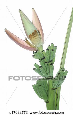 Banana blossom View Large Photo Image Stock Image - Banana blossom. Fotosearch