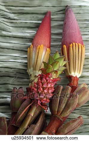 Bromelia and banana blossom View Large Photo Image Stock Image - Bromelia and banana blossom. Fotosearch