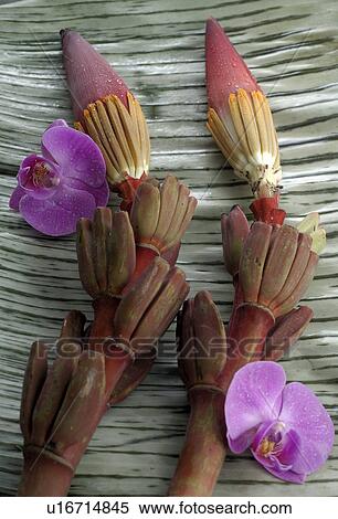 Stock Photography - Bromelia and banana blossom. Fotosearch