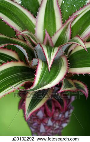 Stock Image - Bromelia. Fotosearch