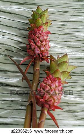 Bromelia View Large Photo Image Stock Photograph - Bromelia. Fotosearch