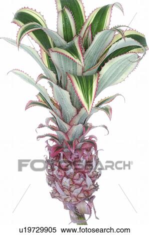 Bromelia View Large Photo Image Stock Photography - Bromelia. Fotosearch