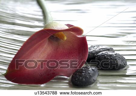 Calla blossom View Large Photo Image Stock Photo - Calla blossom. Fotosearch