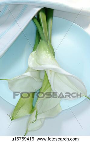 Stock Photograph - Calla on a plate. Fotosearch