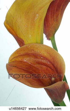 Calla View Large Photo Image Stock Photo - Calla. Fotosearch