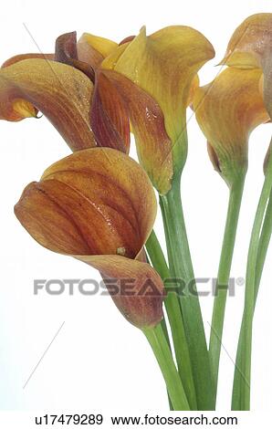 Calla View Large Photo Image Stock Photo - Calla. Fotosearch