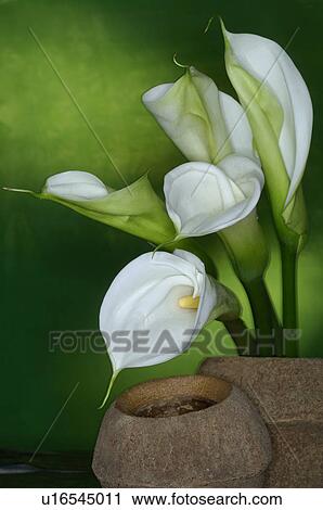 Stock Image - Callas in a brwon vase. Fotosearch