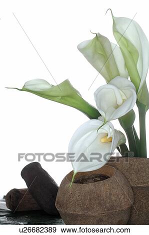 Stock Photo - Callas in a brwon vase. Fotosearch