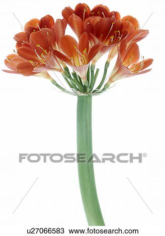 Stock Image - Clivia. Fotosearch