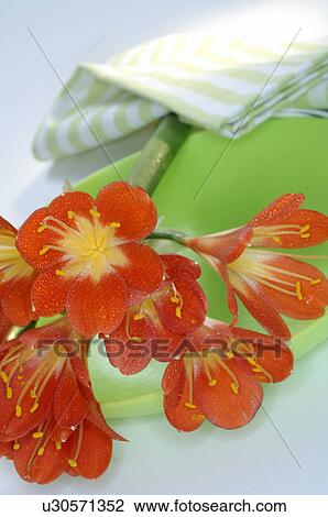 Clivia View Large Photo Image Stock Image - Clivia. Fotosearch