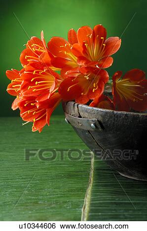 Stock Photograph - Clivia. Fotosearch