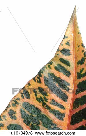 Stock Photo - Croton leaf, detail. Fotosearch