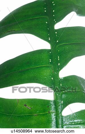 Exotic plant, leaf, detail View Large Photo Image Picture - Exotic plant, leaf, detail. Fotosearch