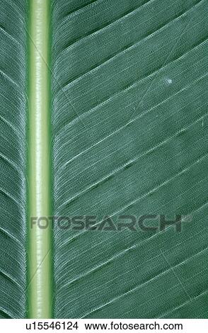 Exotic plant, leaf, detail View Large Photo Image Picture - Exotic plant, leaf, detail. Fotosearch