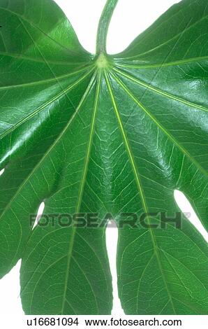 Exotic plant, leaf, detail View Large Photo Image Picture - Exotic plant, leaf, detail. Fotosearch