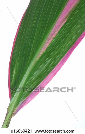 Exotic plant, leaf, detail View Large Photo Image Stock Image - Exotic plant, leaf, detail. Fotosearch