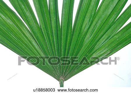 Stock Image - Exotic plant, leaf, detail. Fotosearch