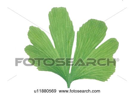 Exotic plant, leaf, detail View Large Photo Image Stock Photo - Exotic plant, leaf, detail. Fotosearch