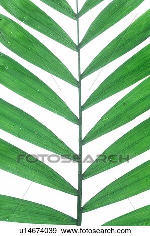 Exotic plant, leaf, detail View Large Photo Image Stock Photo - Exotic plant, leaf, detail. Fotosearch