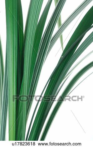 Exotic plant, leaf, detail View Large Photo Image Stock Photo - Exotic plant, leaf, detail. Fotosearch