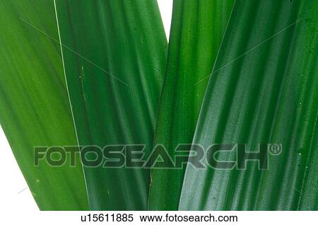 Exotic plant, leaf, detail View Large Photo Image Stock Photography - Exotic plant, leaf, detail. Fotosearch