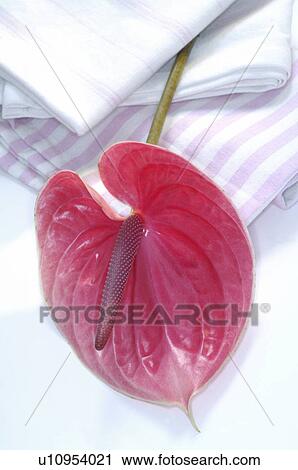 Stock Image - Flamingo lily. Fotosearch