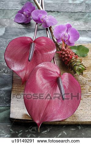 Flamingo lily View Large Photo Image Stock Image - Flamingo lily. Fotosearch