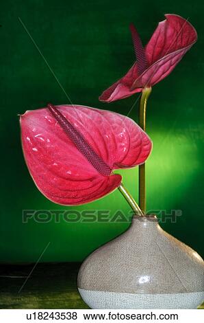 Stock Photo - Flamingo lily. Fotosearch