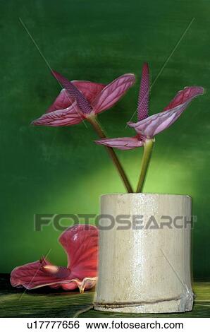 Flamingo lily View Large Photo Image Stock Photograph - Flamingo lily. Fotosearch