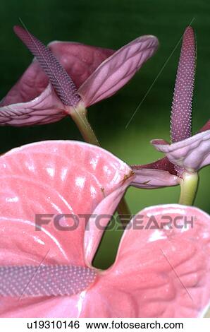 Stock Photograph - Flamingo lily. Fotosearch