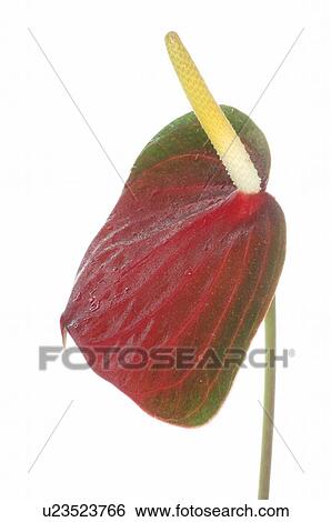 Stock Photograph - Flamingo lily. Fotosearch