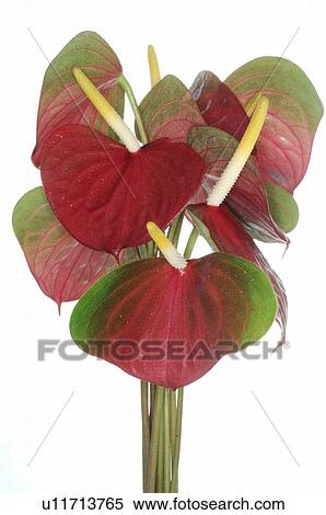 Stock Photography - Flamingo lily. Fotosearch