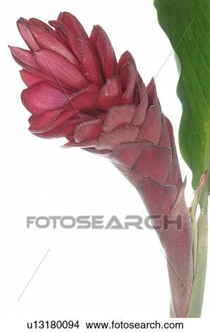 Ginger blossom View Large Photo Image Picture - Ginger blossom. Fotosearch