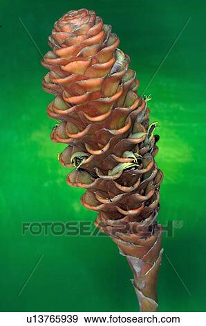 Stock Photo - Ginger blossom. Fotosearch
