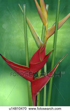 Stock Image - Heliconia. Fotosearch
