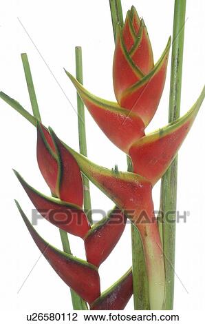 Heliconia View Large Photo Image Stock Image - Heliconia. Fotosearch