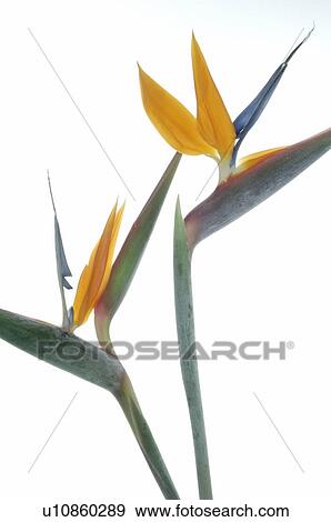 Stock Photo - Heliconia. Fotosearch