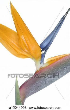 Stock Photo - Heliconia. Fotosearch