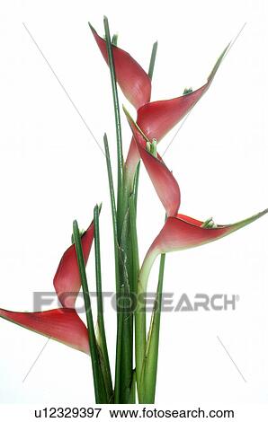 Stock Photo - Heliconia. Fotosearch