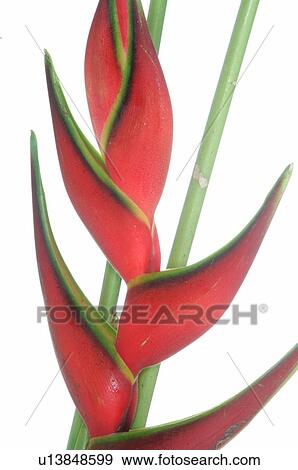Stock Photo - Heliconia. Fotosearch