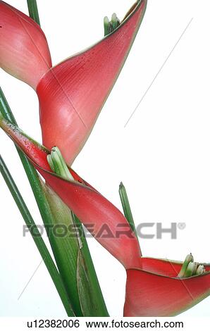 Stock Photograph - Heliconia. Fotosearch
